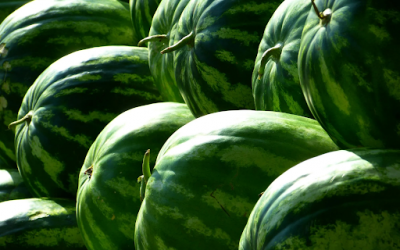 A Sweet Journey: The Evolution of Melons in Western Culture